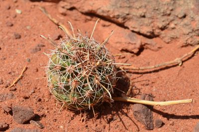 Sclerocactus whipplei, photographed by Trevor Harding