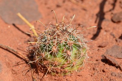 Sclerocactus whipplei, photographed by Trevor Harding