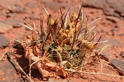 Sclerocactus whipplei, photographed by Trevor Harding