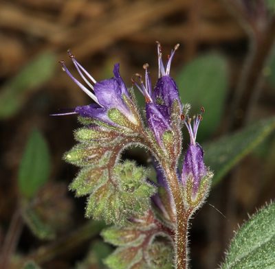Phacelia marcescens, photographed by Steve Matson