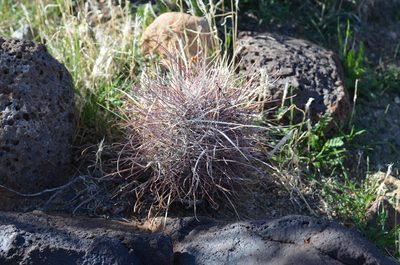 Sclerocactus polyancistrus, photographed by Trevor Harding