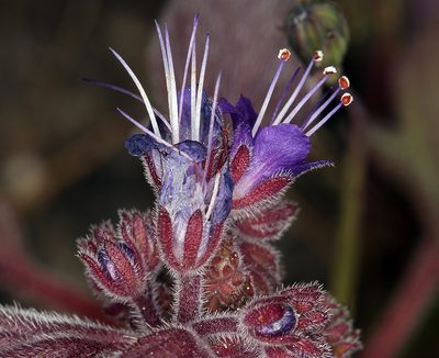Phacelia marcescens, photographed by Steve Matson
