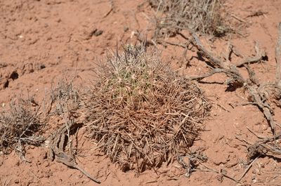 Pediocactus sileri, photographed by Trevor Harding