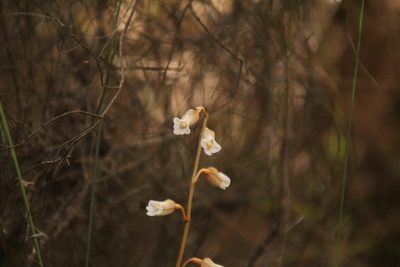 Gastrodia lacista, photographed by Em Lamond