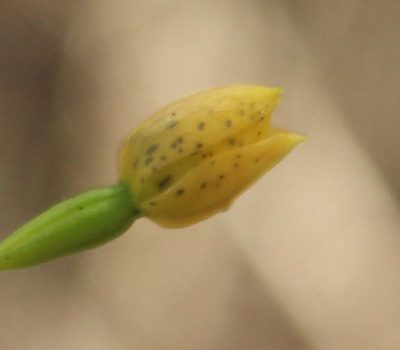 Thelymitra tigrina, photographed by Em Lamond