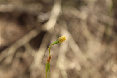 Thelymitra tigrina, photographed by Em Lamond