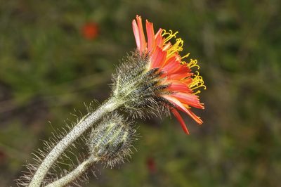 Pilosella stoloniflora, photographed by Pieter Pelser