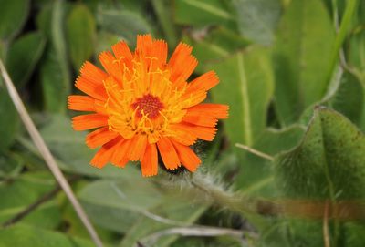 Pilosella stoloniflora, photographed by Pieter Pelser