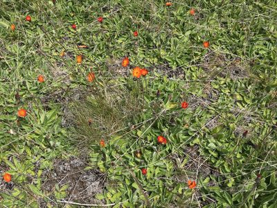 Pilosella stoloniflora, photographed by Pieter Pelser