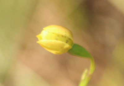 Thelymitra tigrina, photographed by Em Lamond