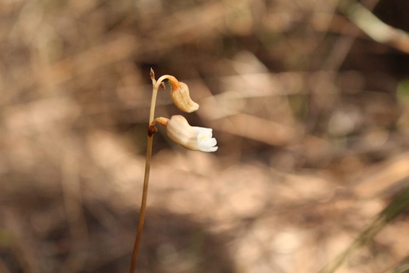 Gastrodia lacista, photographed by Em Lamond