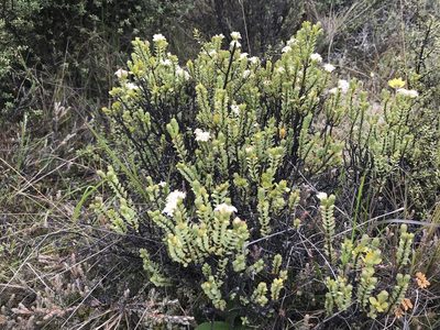 Pimelea traversii, photographed by Pieter Pelser