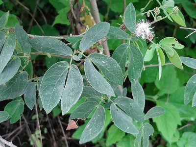 Mimosa albida, photographed by Tristán Franco