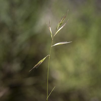 Rytidosperma pilosum, photographed by Kym Nicolson