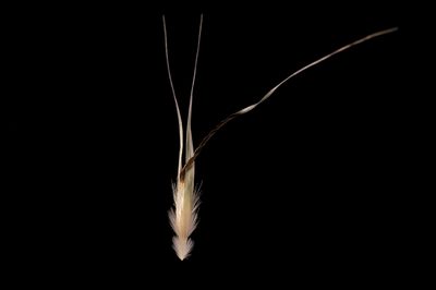 Rytidosperma pilosum, photographed by Kym Nicolson
