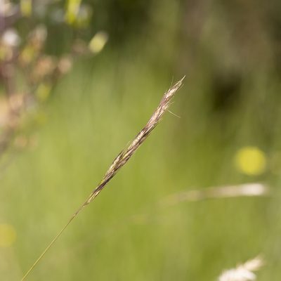 Rytidosperma racemosum, photographed by Kym Nicolson