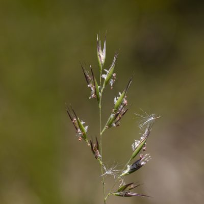 Rytidosperma tenuius, photographed by Kym Nicolson