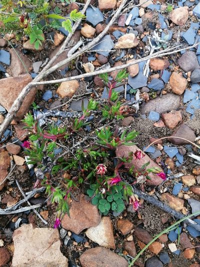 Lampranthus aduncus, photographed by sharndreheuvel
