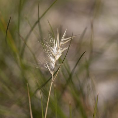 Rytidosperma setaceum, photographed by Kym Nicolson