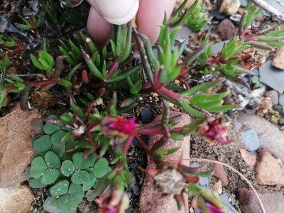 Lampranthus aduncus, photographed by sharndreheuvel