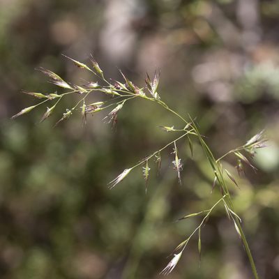 Rytidosperma tenuius, photographed by Kym Nicolson