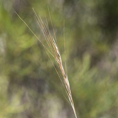 Austrostipa semibarbata, photographed by Kym Nicolson