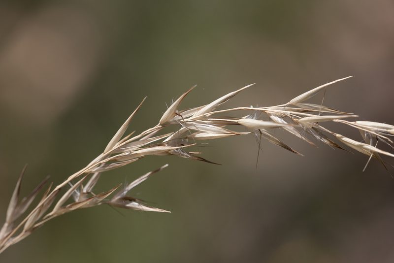 Rytidosperma tenuius, photographed by Kym Nicolson