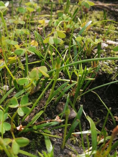 Ophioglossum bergianum, photographed by sharndreheuvel