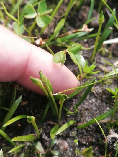 Ophioglossum bergianum, photographed by sharndreheuvel