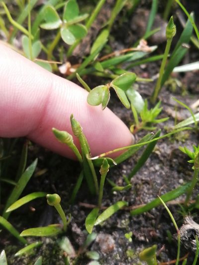 Ophioglossum bergianum, photographed by sharndreheuvel
