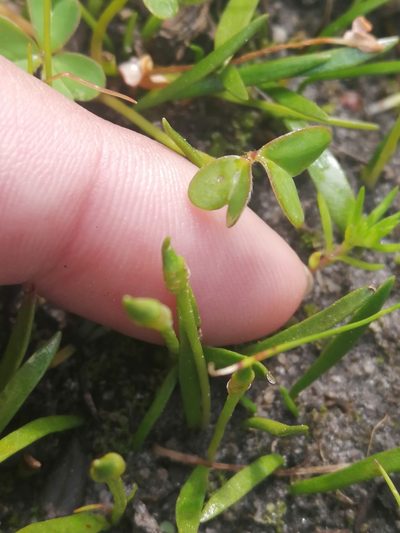 Ophioglossum bergianum, photographed by sharndreheuvel
