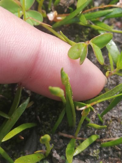 Ophioglossum bergianum, photographed by sharndreheuvel