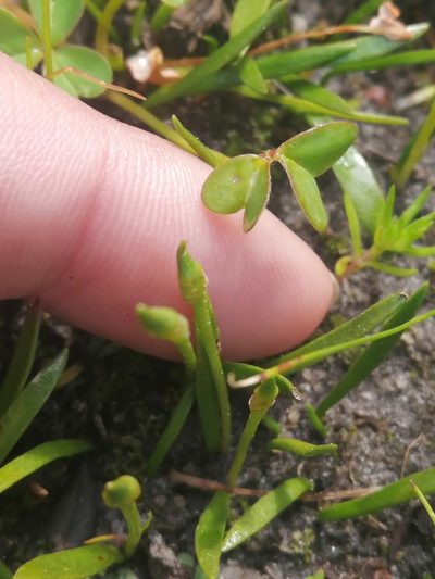 Ophioglossum bergianum, photographed by sharndreheuvel