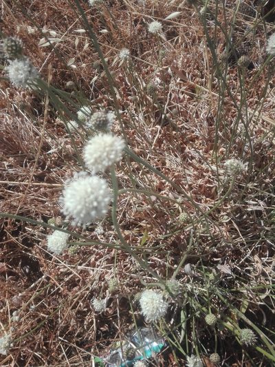 Cephalaria decurrens, photographed by Danwill Beukes