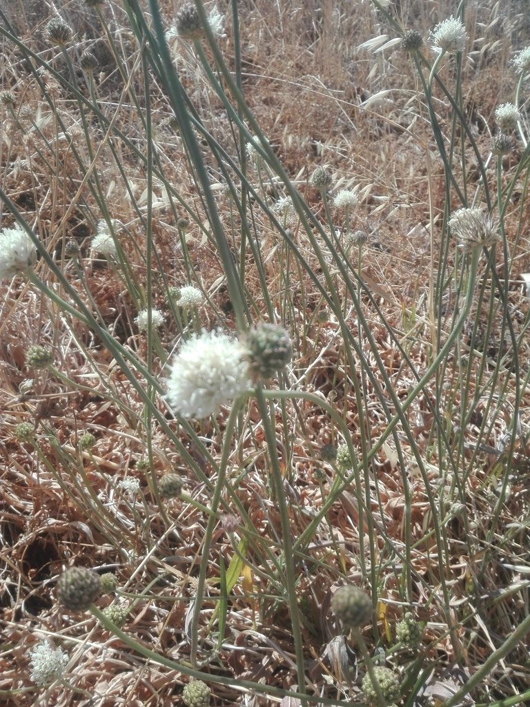 Cephalaria decurrens, photographed by Danwill Beukes
