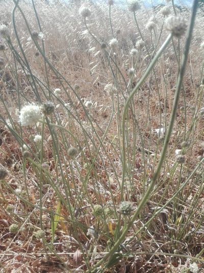 Cephalaria decurrens, photographed by Danwill Beukes