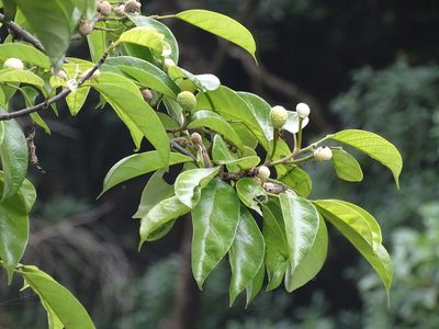 Artocarpus hypargyreus, photographed by Toby Y