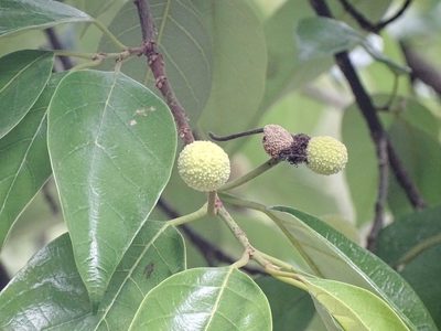 Artocarpus hypargyreus, photographed by Toby Y