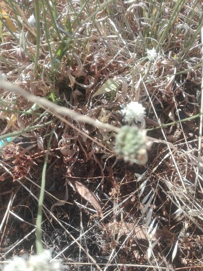 Cephalaria decurrens, photographed by Danwill Beukes