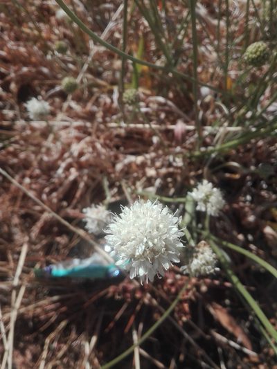 Cephalaria decurrens, photographed by Danwill Beukes