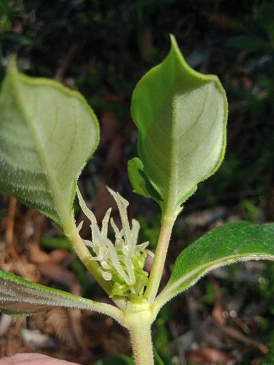 Coprosma hirtella, photographed by Nina Kerr