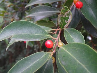 Scolopia saeva, photographed by Toby Y