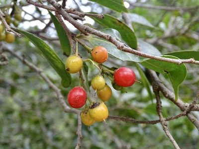 Scolopia saeva, photographed by Toby Y