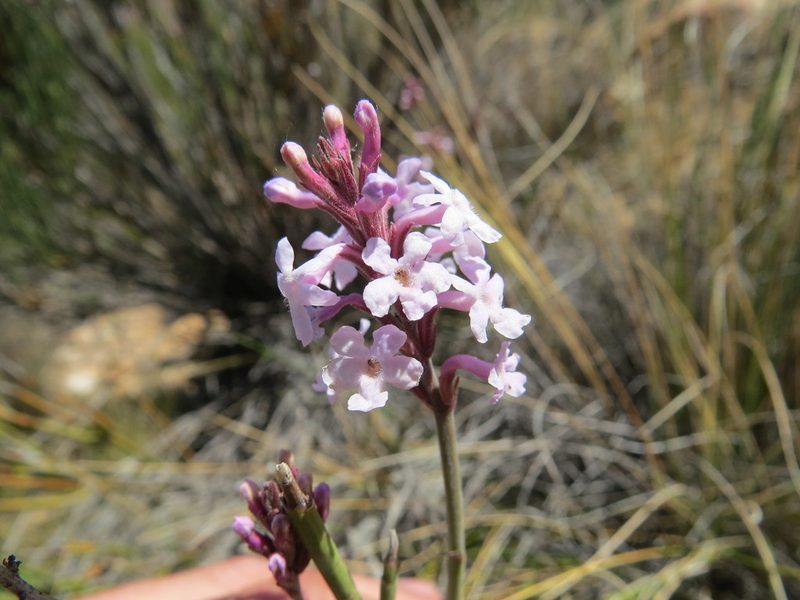 Mulguraea scoparia, photographed by Agustín Zarco