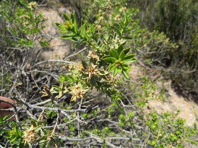 Gochnatia glutinosa, photographed by Agustín Zarco