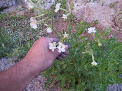 Nicotiana noctiflora, photographed by Agustín Zarco