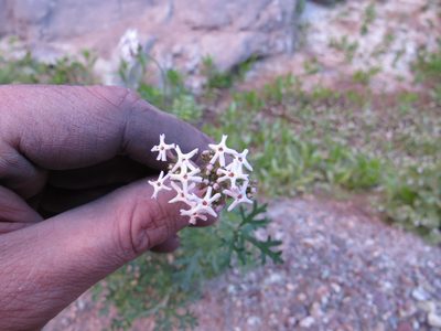 Junellia crithmifolia, photographed by Agustín Zarco