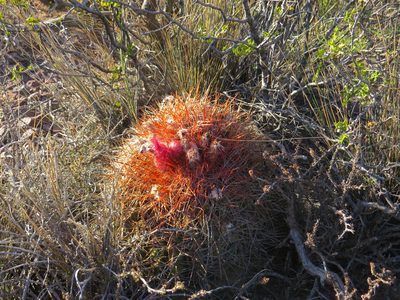 Denmoza rhodacantha, photographed by Agustín Zarco