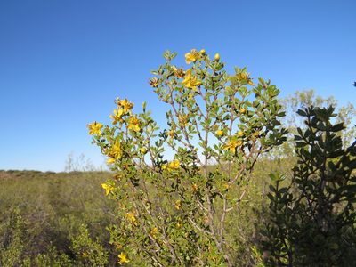 Larrea cuneifolia, photographed by Agustín Zarco