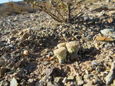 Maihueniopsis clavarioides, photographed by Agustín Zarco